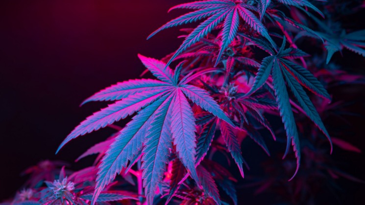 weed darknet market