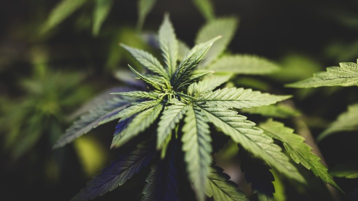 weed only darknet market