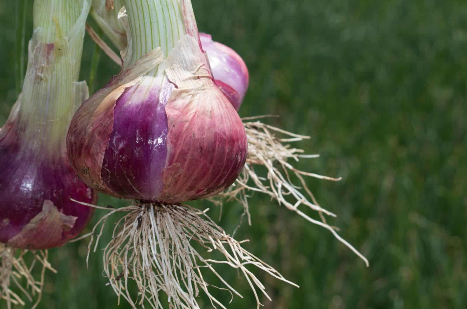 onion links 2025