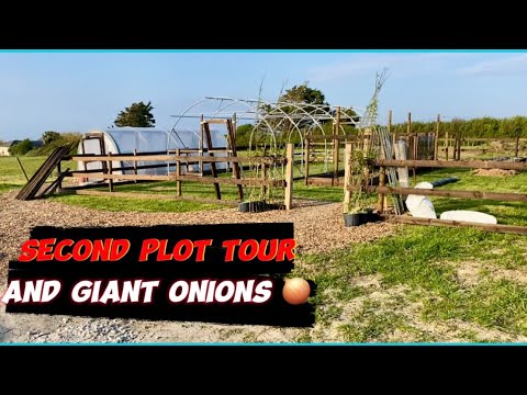 onions link